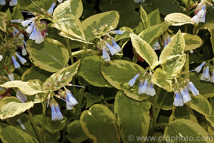 Symphytum 'Goldsmith' (syn. Symphytum grandiflorum 'Goldsmith'), a boldly variegated comfrey hybrid with spring-borne cream flowers that open with a pink blush and develop blue tones as they age. It forms a dense foliage clump the can mound up to 50cm high. This variegated from readily reverts to green. symphytum-2299htm'>Symphytum.