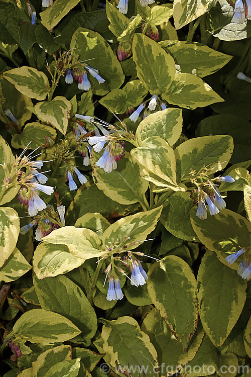 Symphytum 'Goldsmith' (syn. Symphytum grandiflorum 'Goldsmith'), a boldly variegated comfrey hybrid with spring-borne cream flowers that open with a pink blush and develop blue tones as they age. It forms a dense foliage clump the can mound up to 50cm high. This variegated from readily reverts to green. symphytum-2299htm'>Symphytum.
