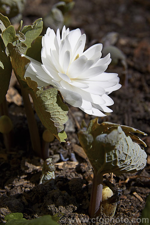 Double-flowered Bloodroot (<i>Sanguinaria canadensis 'Flore Pleno'), a spring-flowering perennial from eastern North America. If cut, the rhizomes exude red sap. sanguinaria-3275htm'>Sanguinaria.