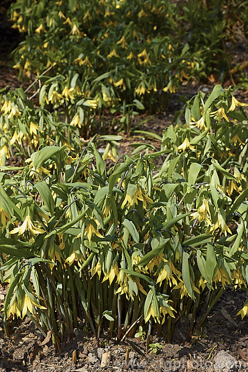 Bellwort (<i>Uvularia grandiflora</i>), a spring-blooming woodland perennial found from Quebec, Canada to Georgia, USA The flower stems are up to 75cm high, though lower at the flowering stage. uvularia-2752htm'>Uvularia. <a href='colchicaceae-plant-family-photoshtml'>Colchicaceae</a>.