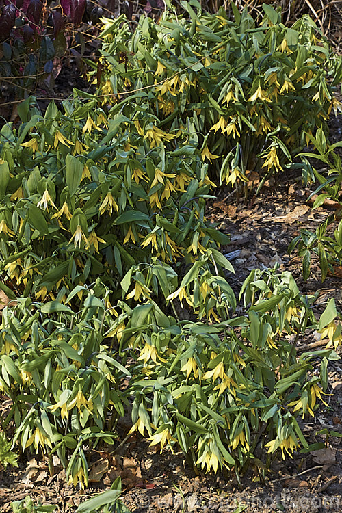 Bellwort (<i>Uvularia grandiflora</i>), a spring-blooming woodland perennial found from Quebec, Canada to Georgia, USA The flower stems are up to 75cm high, though lower at the flowering stage. uvularia-2752htm'>Uvularia. <a href='colchicaceae-plant-family-photoshtml'>Colchicaceae</a>.