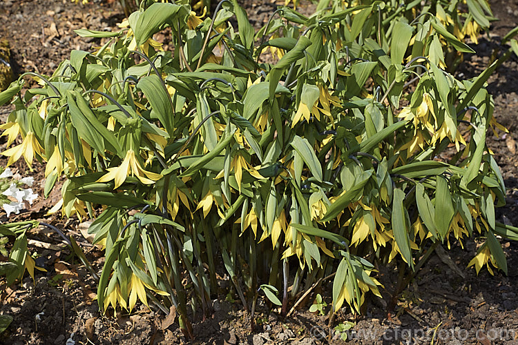 Bellwort (<i>Uvularia grandiflora</i>), a spring-blooming woodland perennial found from Quebec, Canada to Georgia, USA The flower stems are up to 75cm high, though lower at the flowering stage. uvularia-2752htm'>Uvularia. <a href='colchicaceae-plant-family-photoshtml'>Colchicaceae</a>.