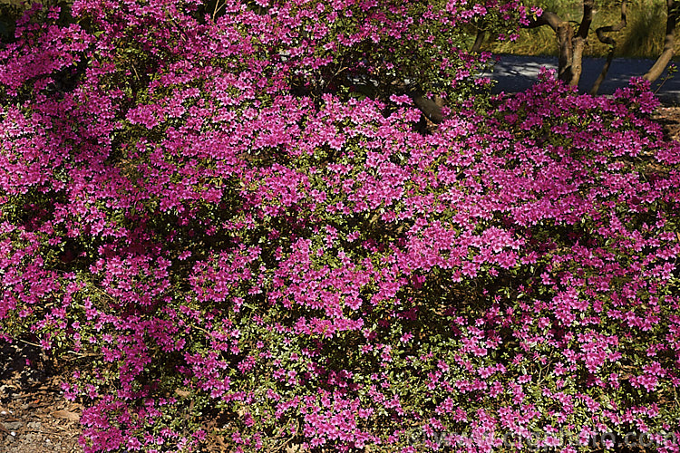 Rhododendron (evergreen azalea</i>) 'Amoena', a cultivar with tiny hose-in-hose flowers. It is a form of a plant formerly known as Rhododendron obtusum, which is now regarded as a complex hybrid of several Japanese species
