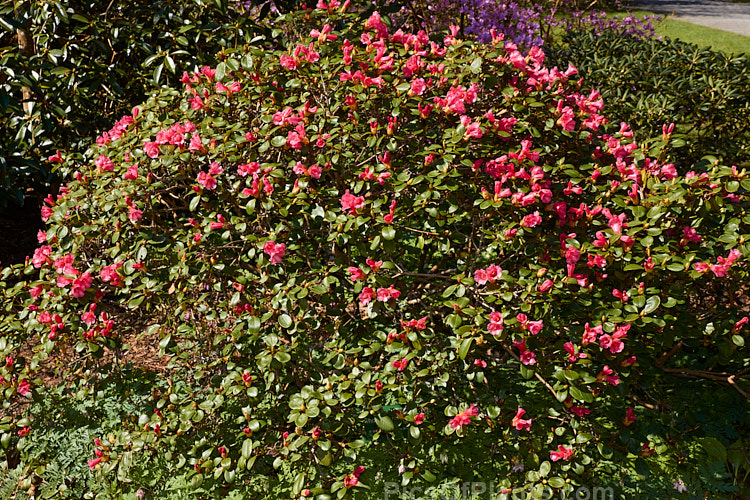 <i>Rhododendron</i> 'Reve Rose' (<i>Rhododendron forrestii</i> subsp. <i>forrestii</i> x 'Bow Bells'), a dome-shaped 90cm high x 1.2m wide evergreen shrub raised by Brandt of the United States and registered in 1958. It blooms early to mid-spring and the bell-shaped flowers are borne in clusters of 3-5 blooms. Order: Ericales, Family: Ericaceae