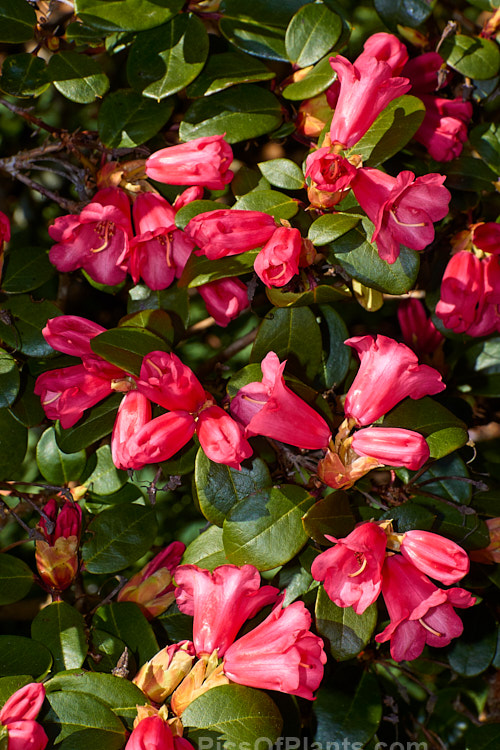 <i>Rhododendron</i> 'Reve Rose' (<i>Rhododendron forrestii</i> subsp. <i>forrestii</i> x 'Bow Bells'), a dome-shaped 90cm high x 1.2m wide evergreen shrub raised by Brandt of the United States and registered in 1958. It blooms early to mid-spring and the bell-shaped flowers are borne in clusters of 3-5 blooms. Order: Ericales, Family: Ericaceae