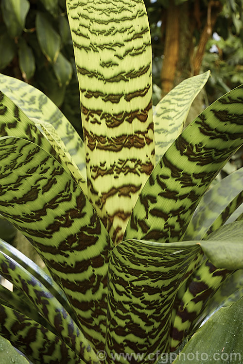 Vriesea hieroglyphica, a bromeliad with particularly boldly marked foliage. Its leaves are up to 80cm long and the flower spike can exceed 2m in height. vriesea-2928htm'>Vriesea.