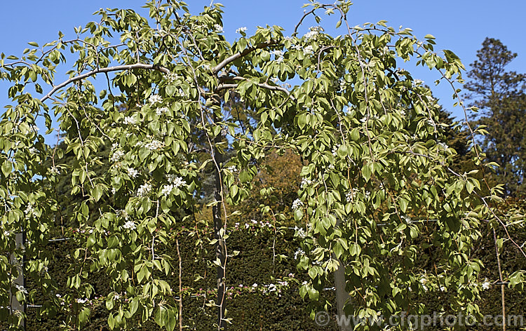 Weeping Callery Pear (<i>Pyrus calleryana 'Pendula'), a weeping cultivar of a deciduous tree native to China 'Pendula' is usually grafted onto a tall standard stock to allow the weeping effect to be seen to the best effect, the branches eventually trailing to ground level. It is primarily grown for its form, but also has a good covering of white flowers in spring and bright orange to red autumn foliage. The small, inedible fruits may be red-tinted, though this is sometimes masked by the russet overtones. Order: Rosales, Family: Rosaceae