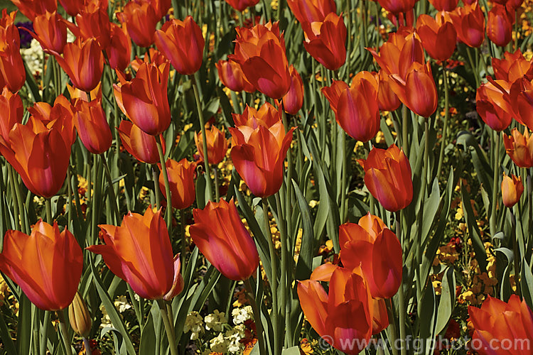 Tulipa 'Temple's Favorite' (<i>Category 5 x Single. Late</i>), a vigorous, large-flowered, strongly coloured tulip that grows to 75cm tall Widely regarded as the tallest hybrid tulip. Order: Liliales, Family: Liliaceae