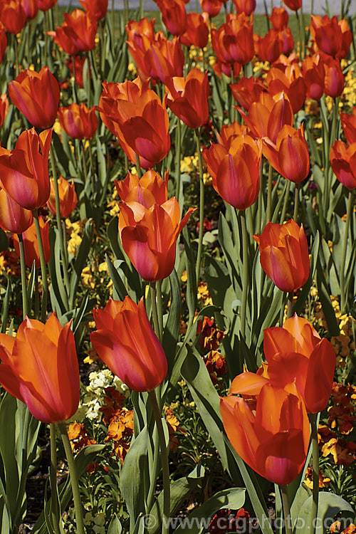 Tulipa 'Temple's Favorite' (<i>Category 5 x Single. Late</i>), a vigorous, large-flowered, strongly coloured tulip that grows to 75cm tall Widely regarded as the tallest hybrid tulip. Order: Liliales, Family: Liliaceae