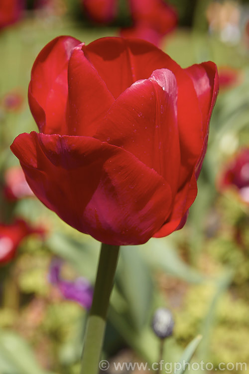 Tulipa 'Il de France' (<i>Category 5 x Single. Late</i>), one of many red tulips, but notable for great purity and depth of colour. Order: Liliales, Family: Liliaceae