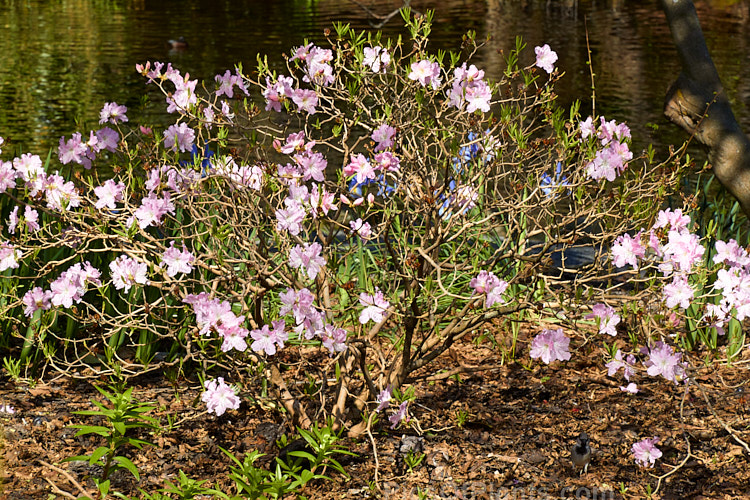 <i>Rhododendron schlippenbachii</i>, a deciduous azalea native to Korea, Manchuria and nearby parts of Russia. It grows to around 1.2m tall, with a rather spreading habit and its flowers open with the young spring leaves. It often produces vivid autumn foliage colour. Order: Ericales, Family: Ericaceae