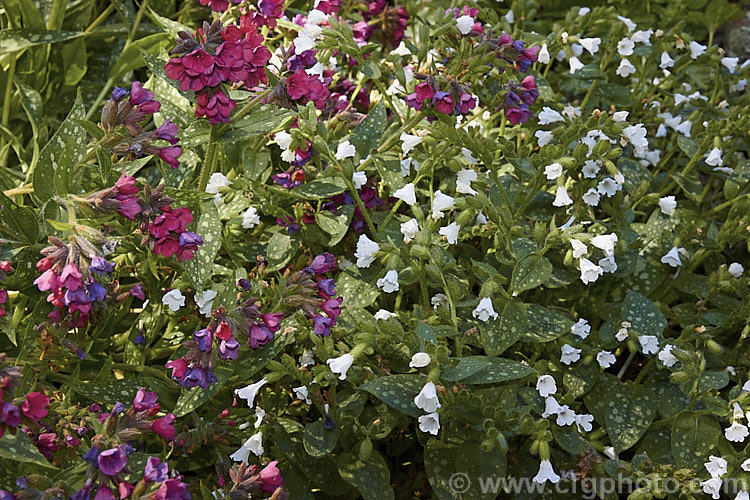 Two spring-flowering. Lungwort. Pulmonaria cultivars: 'the white 'Sissinghurst. White' and the pinkish-red-flowered 'Raspberry. Splash', the blooms of which turn purple-blue as they age. pulmonaria-2766htm'>Pulmonaria.