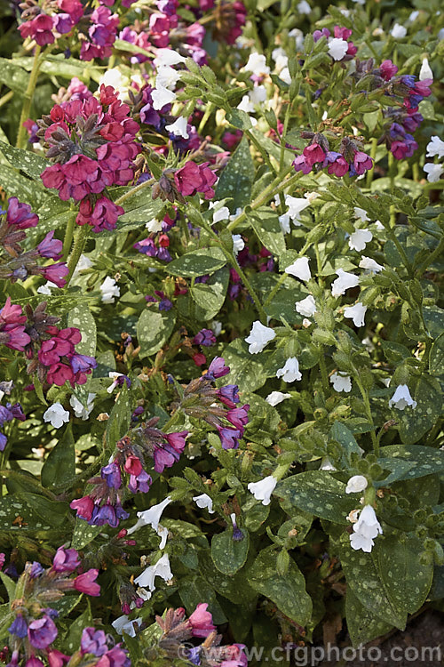 Two spring-flowering. Lungwort. Pulmonaria cultivars: 'the white 'Sissinghurst. White' and the pinkish-red-flowered 'Raspberry. Splash', the blooms of which turn purple-blue as they age. pulmonaria-2766htm'>Pulmonaria.