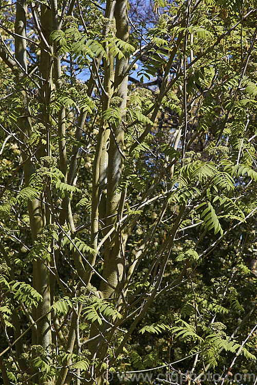 Esserteau's Rowan (<i>Sorbus esserteauana [syn. Sorbus esserteauiana]) with young spring foliage and flower buds. This deciduous, 8-12m tall tree is native to western China. Its spring-borne heads of small white flowers develop into clusters of red fruits. Cultivars may have golden yellow to orange fruit. The autumn foliage colours can be vivid in good years. sorbus-2143htm'>Sorbus.
