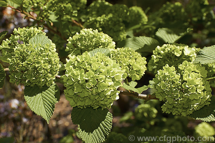 The developing flowerheads of Japanese Snowball (<i>Viburnum plicatum</i>), a 3m tall deciduous, spring-flowering shrub native to Japan and China. Red berries, ripening to black, follow the flower heads, which are green on first opening, mature to white and may develop pink tones with age. viburnum-2081htm'>Viburnum.. viburnum-2081htm'>Viburnum. <a href='adoxaceae-plant-family-photoshtml'>Adoxaceae</a>.