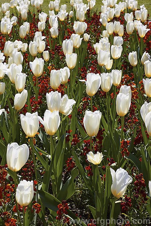 Tulipa 'Francoise' (<i>Category 3 x Triumph Hybrid</i>), a vigorous tetraploid, ivory-coloured tulip raised by the famous bulb growers. John Scheepers. Inc. Its stems are up to 60cm tall Order: Liliales, Family: Liliaceae