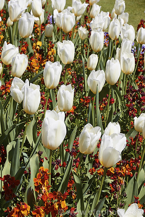 Tulipa 'Francoise' (<i>Category 3 x Triumph Hybrid</i>), a vigorous tetraploid, ivory-coloured tulip raised by the famous bulb growers. John Scheepers. Inc. Its stems are up to 60cm tall Order: Liliales, Family: Liliaceae