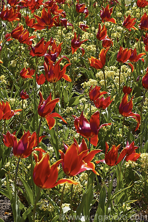 Tulipa 'Queen of Sheba' (<i>Category 6 x Lily-flowered</i>), a distinctive two-toned tulip cultivar introduced in 1944. The stems can be over 45cm tall Order: Liliales, Family: Liliaceae