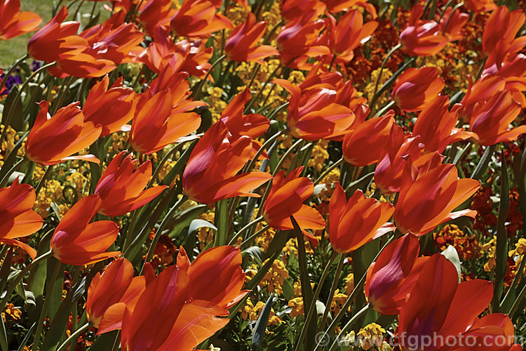 Tulipa 'Temple's Favorite' (<i>Category 5 x Single. Late</i>), a vigorous, large-flowered, strongly coloured tulip that grows to 75cm tall Widely regarded as the tallest hybrid tulip. Order: Liliales, Family: Liliaceae