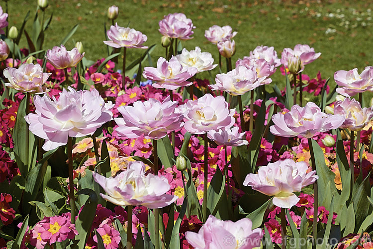 Tulipa 'Hermione' (<i>Category 11 x Double. Late</i>), a double form of the type sometimes called peony tulips. The flowers are mildly scented and the stems are up to 50cm tall Order: Liliales, Family: Liliaceae