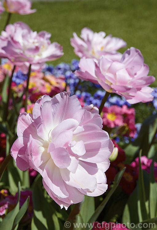 Tulipa 'Hermione' (<i>Category 11 x Double. Late</i>), a double form of the type sometimes called peony tulips. The flowers are mildly scented and the stems are up to 50cm tall Order: Liliales, Family: Liliaceae