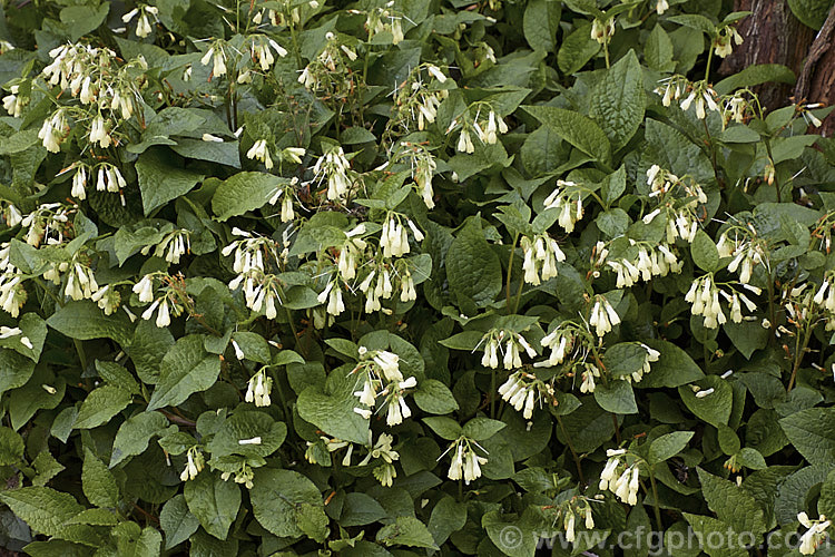 Tuberous. Comfrey (<i>Symphytum tuberosum</i>), a spring-flowering herbaceous perennial found across. Europe from Scotland to Russia and south to Turkey. It spreads by underground rhizomes to eventually form a large patch. This plant has been used medicinally and as a culinary herb, but is seldom treated thus today. symphytum-2299htm'>Symphytum.