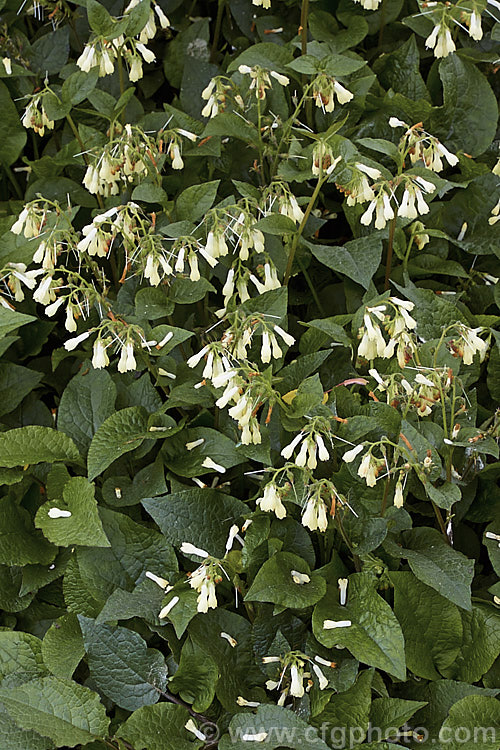 Tuberous. Comfrey (<i>Symphytum tuberosum</i>), a spring-flowering herbaceous perennial found across. Europe from Scotland to Russia and south to Turkey. It spreads by underground rhizomes to eventually form a large patch. This plant has been used medicinally and as a culinary herb, but is seldom treated thus today. symphytum-2299htm'>Symphytum.