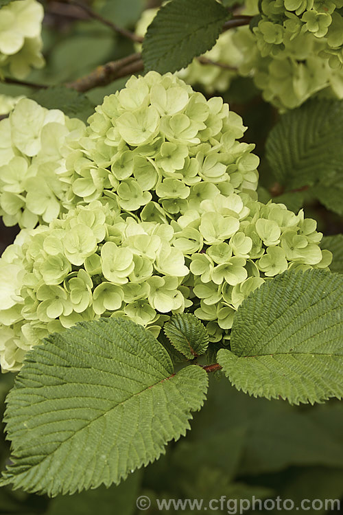 Japanese Snowball (<i>Viburnum plicatum</i>), a 3m tall deciduous, spring-flowering shrub native to Japan and China. Red berries, ripening to black, follow the flower heads, which are green on first opening, mature to white and may develop pink tones with age. viburnum-2081htm'>Viburnum.. viburnum-2081htm'>Viburnum. <a href='adoxaceae-plant-family-photoshtml'>Adoxaceae</a>.