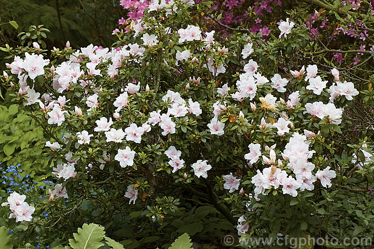 Rhododendron (evergreen azalea</i>) 'Little Girl', a hose-in-hose-flowered, mid-season blooming. Belgian Indica evergreen azalea that grows to around 60cm high x 75cm wide