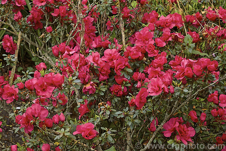 Rhododendron (evergreen azalea</i>) 'Red Poppy', a single- to petaloid semi-double-flowered Belgian Indica hybrid of unknown parentage. It is a low, spreading, heavy-flowering bush that is among the first of the evergreen azaleas to come into bloom