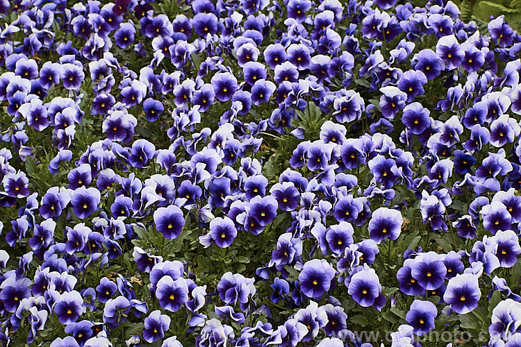 Viola. Penny 'Beaconsfield', one of several colour forms in the compact, low-growing, small-flowered Penny strain. These plants are ideal for massing as border edgers or for container cultivation. The Penny series has good heat and cold resistance. viola-2165htm'>Viola. <a href='violaceae-plant-family-photoshtml'>Violaceae</a>.