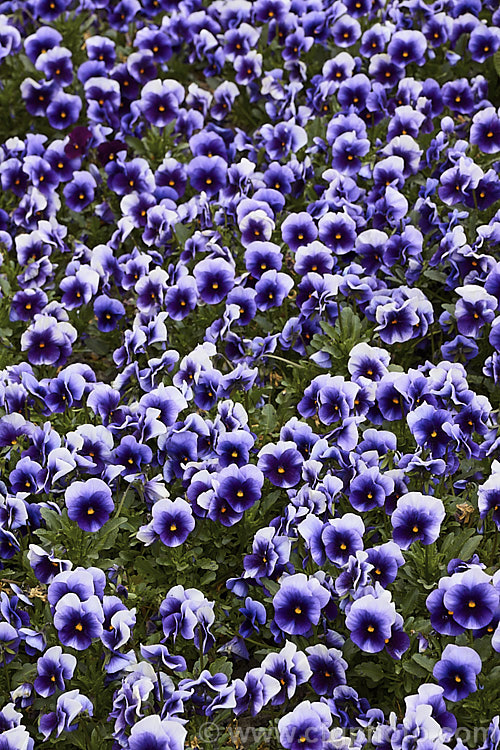 Viola. Penny 'Beaconsfield', one of several colour forms in the compact, low-growing, small-flowered Penny strain. These plants are ideal for massing as border edgers or for container cultivation. The Penny series has good heat and cold resistance. viola-2165htm'>Viola. <a href='violaceae-plant-family-photoshtml'>Violaceae</a>.
