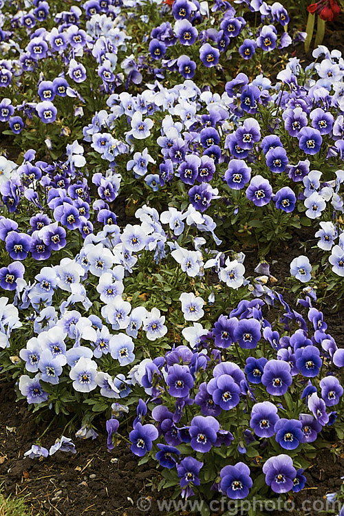 Viola. Penny 'Marina' and 'Deep. Marina', two of several colour forms in the compact, low-growing, small-flowered Penny strain. These plants are ideal for massing as border edgers or for container cultivation. The Penny series has good heat and cold resistance. viola-2165htm'>Viola. <a href='violaceae-plant-family-photoshtml'>Violaceae</a>.