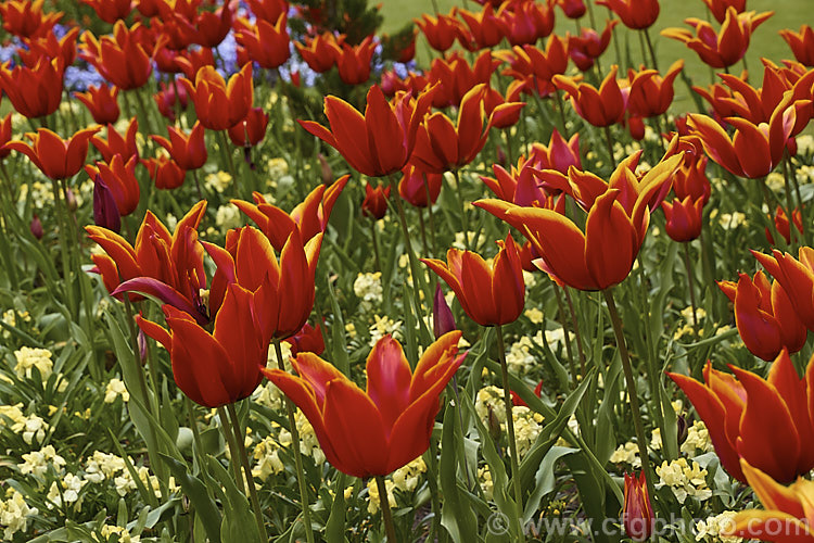 Tulipa 'Queen of Sheba' (<i>Category 6 x Lily-flowered</i>), a distinctive two-toned tulip cultivar introduced in 1944. The stems can be over 45cm tall Order: Liliales, Family: Liliaceae
