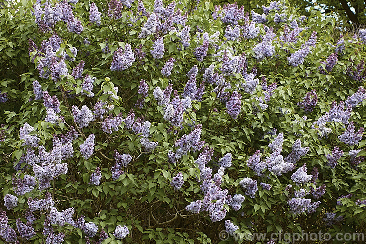 Syringa vulgaris 'Alphonse. Lavalle' (sometimes spelt Lavallee or Lavallec</i>) a lilac cultivar raised by Lemoine of France and dating from around 1900. Order: Lamiales, Family: Oleaceae