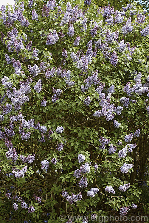 Syringa vulgaris 'Alphonse. Lavalle' (sometimes spelt Lavallee or Lavallec</i>) a lilac cultivar raised by Lemoine of France and dating from around 1900. Order: Lamiales, Family: Oleaceae