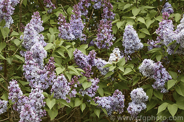 Syringa vulgaris 'Alphonse. Lavalle' (sometimes spelt Lavallee or Lavallec</i>) a lilac cultivar raised by Lemoine of France and dating from around 1900. Order: Lamiales, Family: Oleaceae