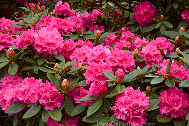 <i>Rhododendron</i> 'College Pink', 1.2-1.8m tall hybrid of unknown parentage. Raised by RC Gordon of Taihape, New Zealand. Order: Ericales, Family: Ericaceae