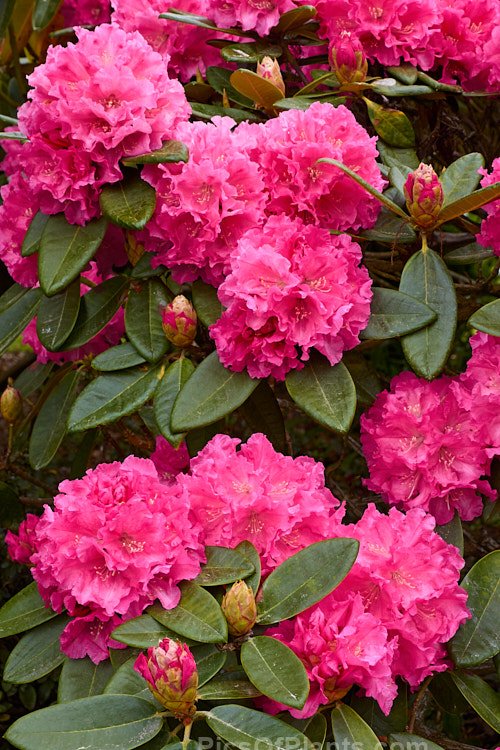 <i>Rhododendron</i> 'College Pink', 1.2-1.8m tall hybrid of unknown parentage. Raised by RC Gordon of Taihape, New Zealand. Order: Ericales, Family: Ericaceae