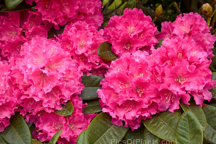 <i>Rhododendron</i> 'College Pink', 1.2-1.8m tall hybrid of unknown parentage. Raised by RC Gordon of Taihape, New Zealand. Order: Ericales, Family: Ericaceae