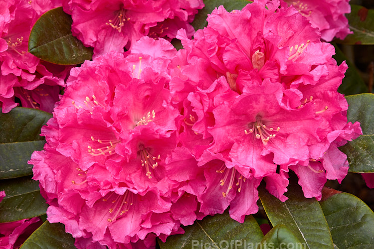 <i>Rhododendron</i> 'College Pink', 1.2-1.8m tall hybrid of unknown parentage. Raised by RC Gordon of Taihape, New Zealand. Order: Ericales, Family: Ericaceae