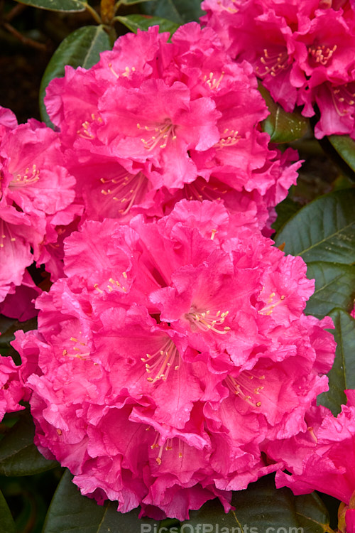 <i>Rhododendron</i> 'College Pink', 1.2-1.8m tall hybrid of unknown parentage. Raised by RC Gordon of Taihape, New Zealand. Order: Ericales, Family: Ericaceae