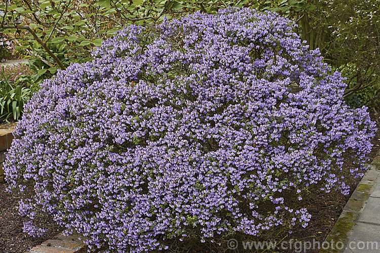 Cut-leaf. Mint. Bush (<i>Prostanthera incisa</i>), a 1 x 15m high, evergreen, spring-flowering shrub native to southeastern Australia. While the flowers are unscented, its foliage is strongly aromatic. prostanthera-2755htm'>Prostanthera.