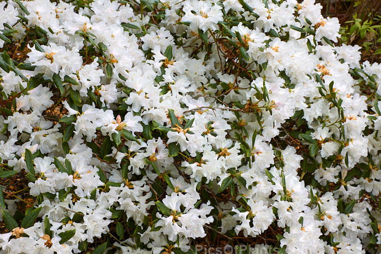 <i>Rhododendron</i> 'Dora Amateis' (<i>Rhododendron minus</i> var. <i>minus</i> x <i>Rhododendron ciliatum</i>), a very hardy early- to midseason-flowering American hybrid was introduced in 1955. It grows to around 1m tall x 1.5m wide. Order: Ericales, Family: Ericaceae