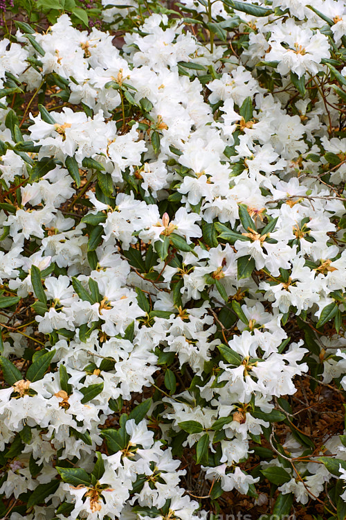 <i>Rhododendron</i> 'Dora Amateis' (<i>Rhododendron minus</i> var. <i>minus</i> x <i>Rhododendron ciliatum</i>), a very hardy early- to midseason-flowering American hybrid was introduced in 1955. It grows to around 1m tall x 1.5m wide. Order: Ericales, Family: Ericaceae