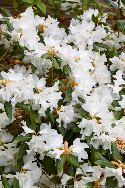 <i>Rhododendron</i> 'Dora Amateis' (<i>Rhododendron minus</i> var. <i>minus</i> x <i>Rhododendron ciliatum</i>), a very hardy early- to midseason-flowering American hybrid was introduced in 1955. It grows to around 1m tall x 1.5m wide. Order: Ericales, Family: Ericaceae