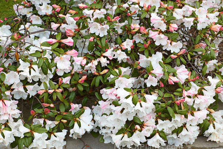 <i>Rhododendron</i> 'Ilam Pearl' (<i>Rhododendron formosum</i> var. <i>formosum</i> x unknown</i>), a reasonably compact, mildly scented hybrid raised in the 1930s-50s by Edgar Stead of Ilam, Christchurch, New Zealand but not registered until 1981. It has a low, sprawling growth habit, eventually reaching around 1m tall x 1.8m wide. Order: Ericales, Family: Ericaceae