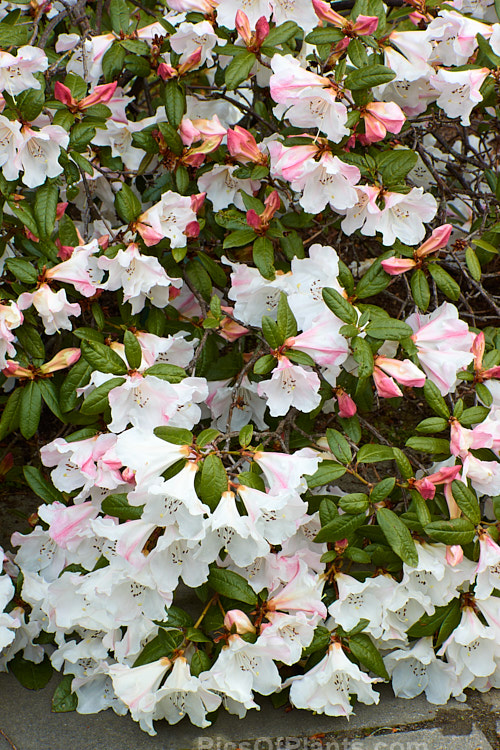 <i>Rhododendron</i> 'Ilam Pearl' (<i>Rhododendron formosum</i> var. <i>formosum</i> x unknown</i>), a reasonably compact, mildly scented hybrid raised in the 1930s-50s by Edgar Stead of Ilam, Christchurch, New Zealand but not registered until 1981. It has a low, sprawling growth habit, eventually reaching around 1m tall x 1.8m wide. Order: Ericales, Family: Ericaceae