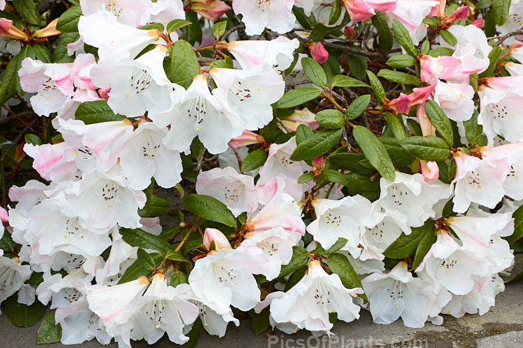 <i>Rhododendron</i> 'Ilam Pearl' (<i>Rhododendron formosum</i> var. <i>formosum</i> x unknown</i>), a reasonably compact, mildly scented hybrid raised in the 1930s-50s by Edgar Stead of Ilam, Christchurch, New Zealand but not registered until 1981. It has a low, sprawling growth habit, eventually reaching around 1m tall x 1.8m wide. Order: Ericales, Family: Ericaceae