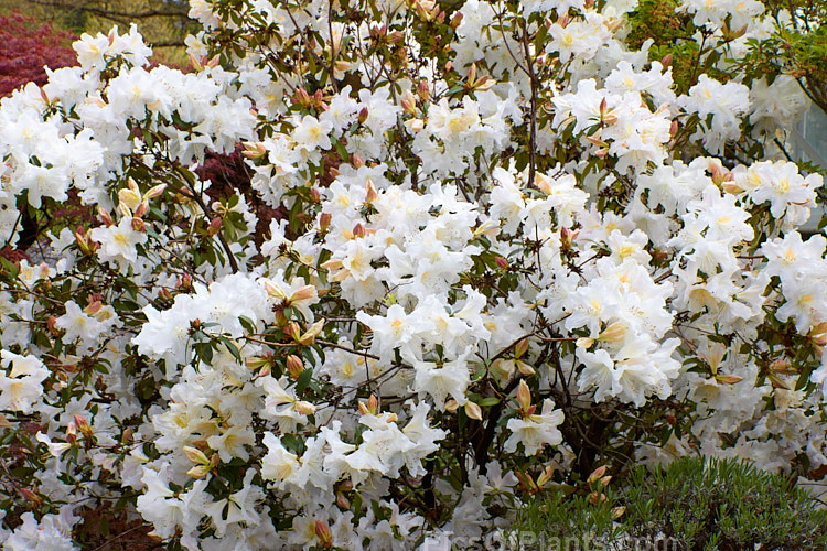 <i>Rhododendron</i> 'Harry Tagg' ('Albescens' x <i>Rhododendron ciliicalyx</i>), a mid-spring-blooming hybrid bred at the Edinburgh Botanic Gardens, Scotland. The flowers are faintly scented. It is often described as a compact plant, but with age it can reach 1.8m tall x over 2m wide. Order: Ericales, Family: Ericaceae